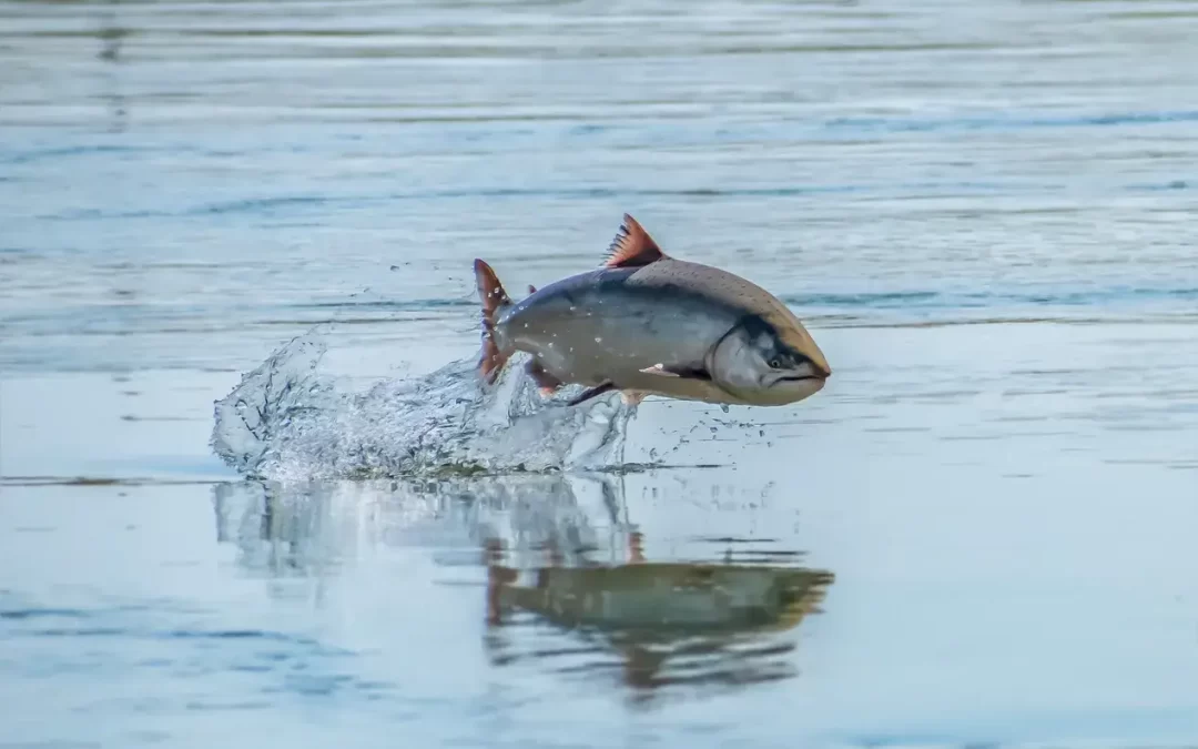 Bead Fishing for Salmon