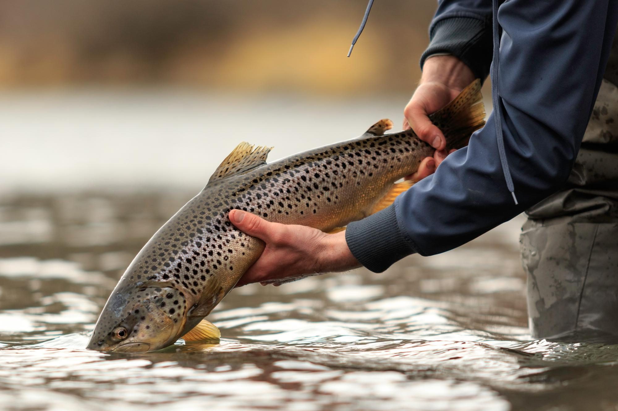 fishing beads for trout